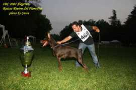 dobermann-review.com Rivien