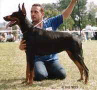 dobermann-review.com Rivien