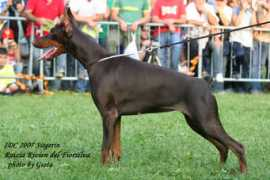 dobermann-review.com Rivien