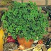 fichas.infojardin.com Rizado