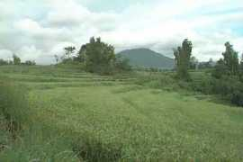 Rizie