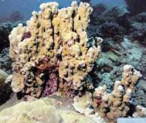 reeflex.net Rksk