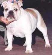bulldog.org Rlia