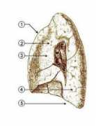 Rlung