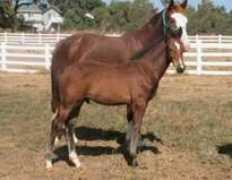 conbriofarms.com Rmani