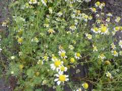 garden-en.com Rmen