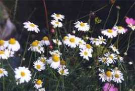 image.websib.ru Rmsh