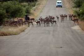 Roadblock
