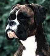 worldwideboxer.com Robanne