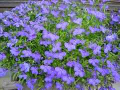 sansuidou.jp Robelia