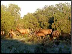 huntingnet.com Roberet