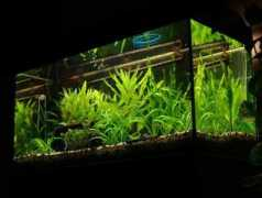 akvarista.cz Robertor