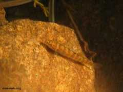 loaches.com Robertsi