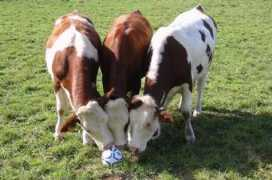 linternaute.com Robez