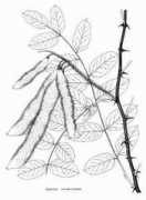 gardeninginarizona.com Robinia