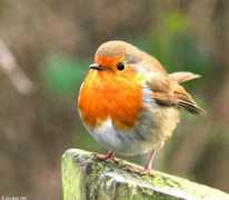 iananddot.org Robinss