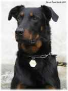 beauceron.cz Robito