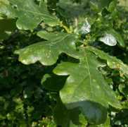 plant-identification.co.uk Robur