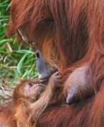 zooborns.com Rochale