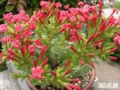 garden-en.com Rochea