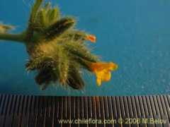 chileflora.com Rocilla