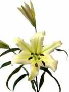 pleasantvalleyflowers.com Rocklin