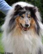 camaro-collies.com Rockyz