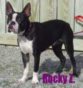 countrylanepethotel.com Rockyz
