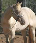 stallionlocator.com Rocon