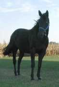 Roder