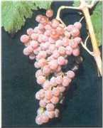 weinschenker.nl Roditis