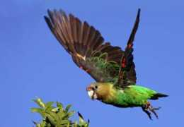 newswatch.nationalgeographic.com Rodnick