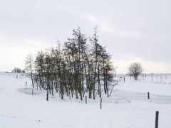 photo-gallery.dk Roedel