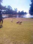 fresnowestside.kmph.com Roeding