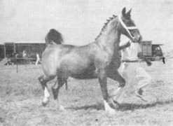 gelderlanderhorse.nl Roelanda