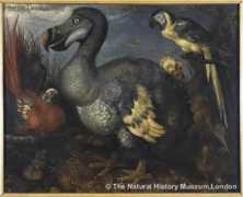 dodo.blog.br Roelandt