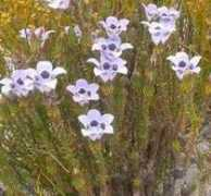plantzafrica.com Roella