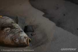 greenpeace.org Roengrit