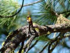 bearcreeklumber.com Rofus