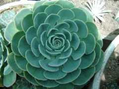 rednaturaleza.com.ar Rogelia