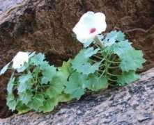plantzafrica.com Rogeria