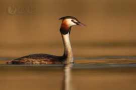 photonature.cz Rohac