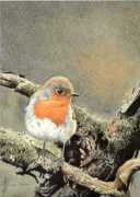birds.nu Rohak
