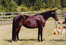 homeagainfarm.com Rohanna