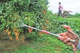 thedailystar.net Rohanpur