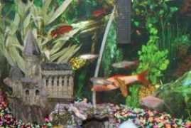 badmanstropicalfish.com Rohnda