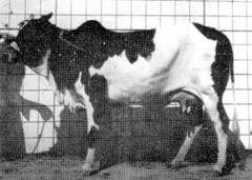 moocow.com Rojhan