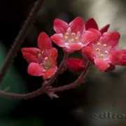 fotonatura.org Rojillas