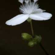 fotonatura.org Rojillas