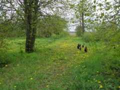Rojus